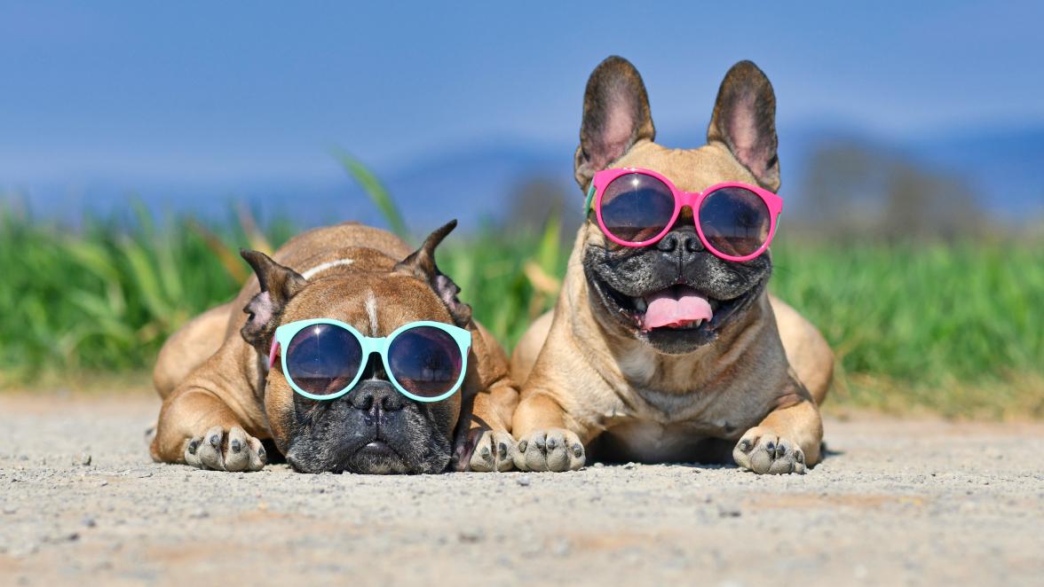two french bulldogs wearing sunglass resting by a meadow and ocean on a hot day