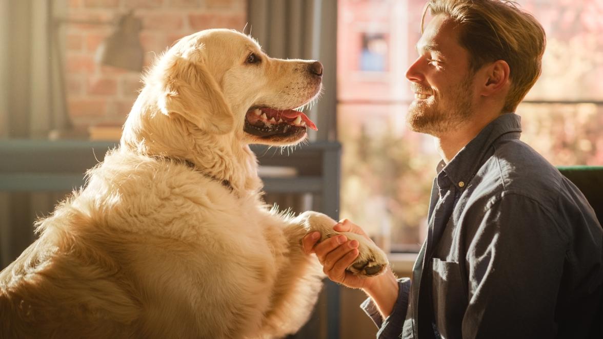man shaking hands with a golden retriever