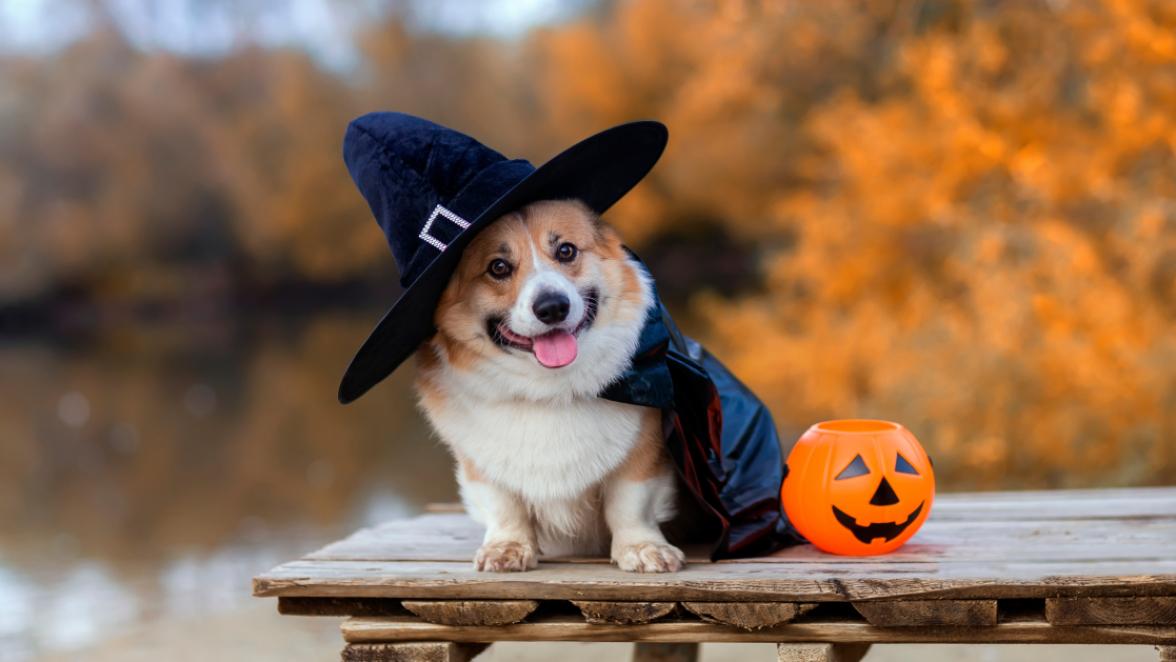corgi dog in the fall wearing a witches hat