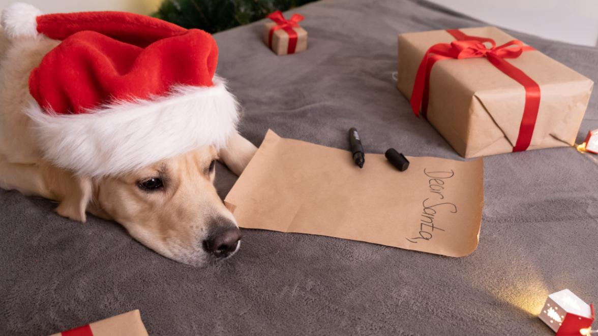 Golden retriever resting before writing a letter to Santa