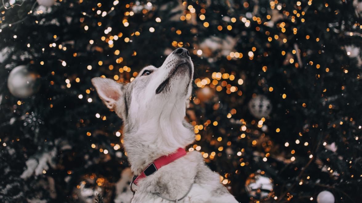 dog looking up in front of a christmas tree
