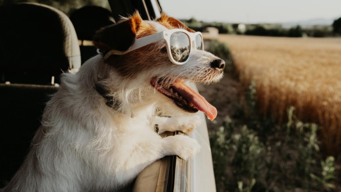 terrier wearing sunglasses looking out the car window