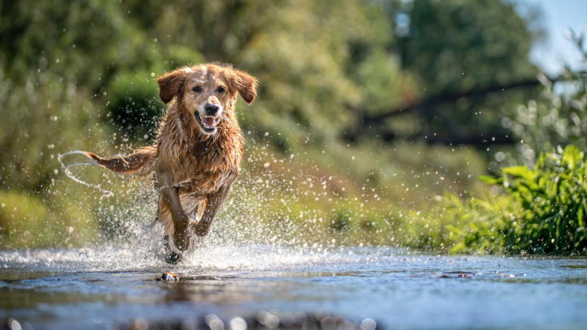Dog Running through a creek