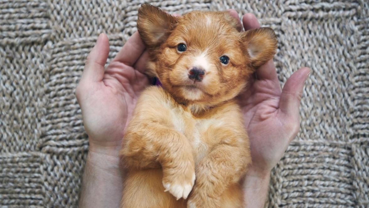 Man holding cute puppy in palms of hands. Cute Nova Scotia Duck Tolling Retriever looking at camera.