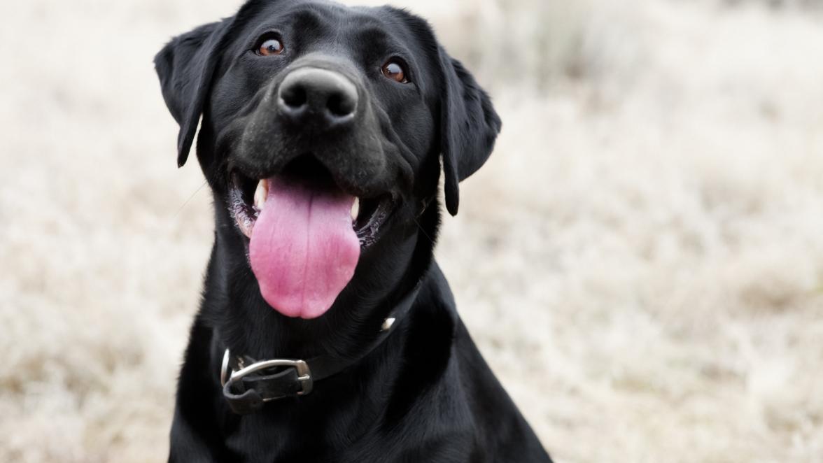 Pet as a Trusted partner