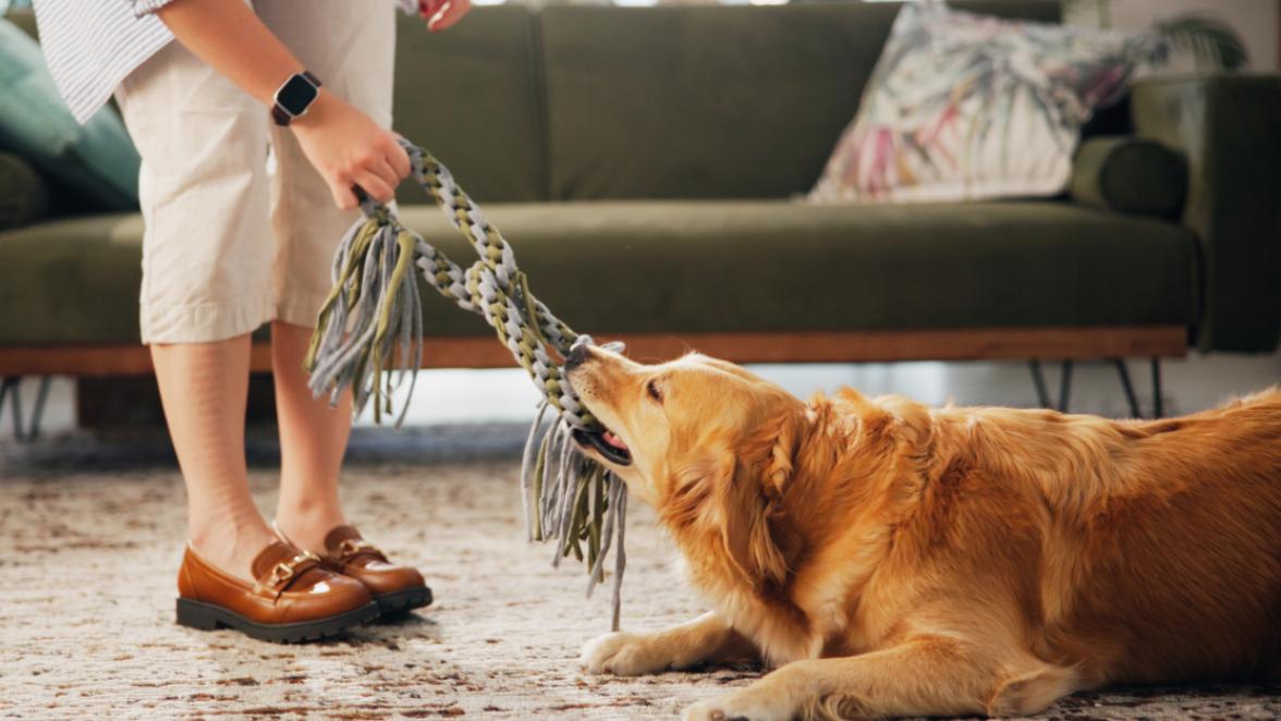 dog playing tug rope with person