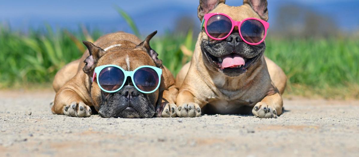 two french bulldogs wearing sunglass resting by a meadow and ocean on a hot day