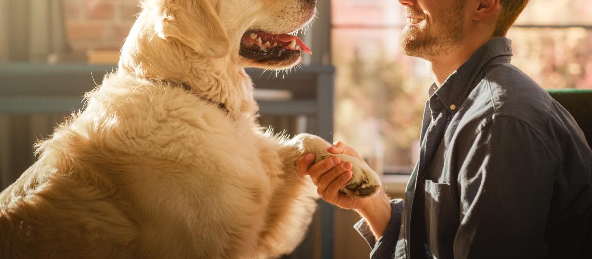 man shaking hands with a golden retriever