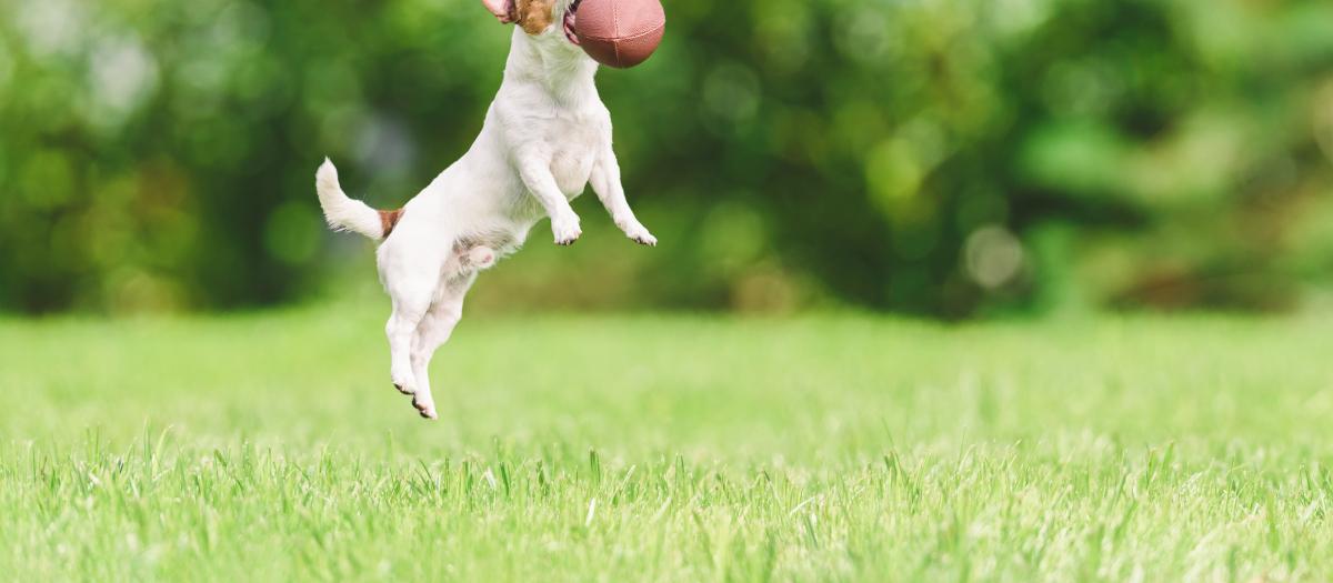 terrier jumping mid-air catching an american football