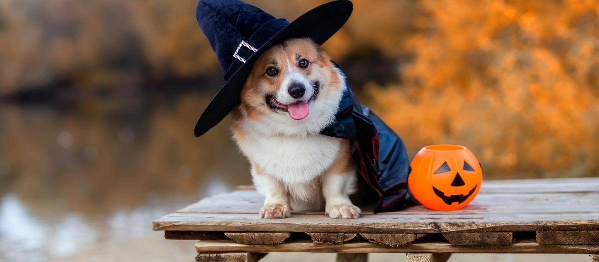 corgi dog in the fall wearing a witches hat