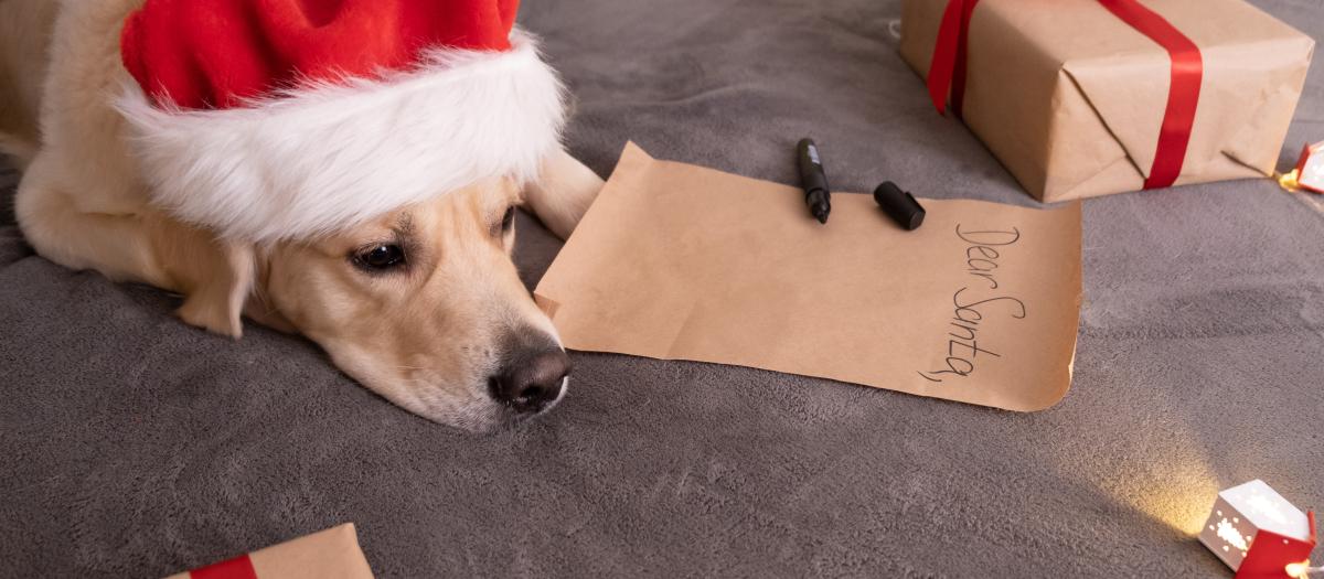 Golden retriever resting before writing a letter to Santa