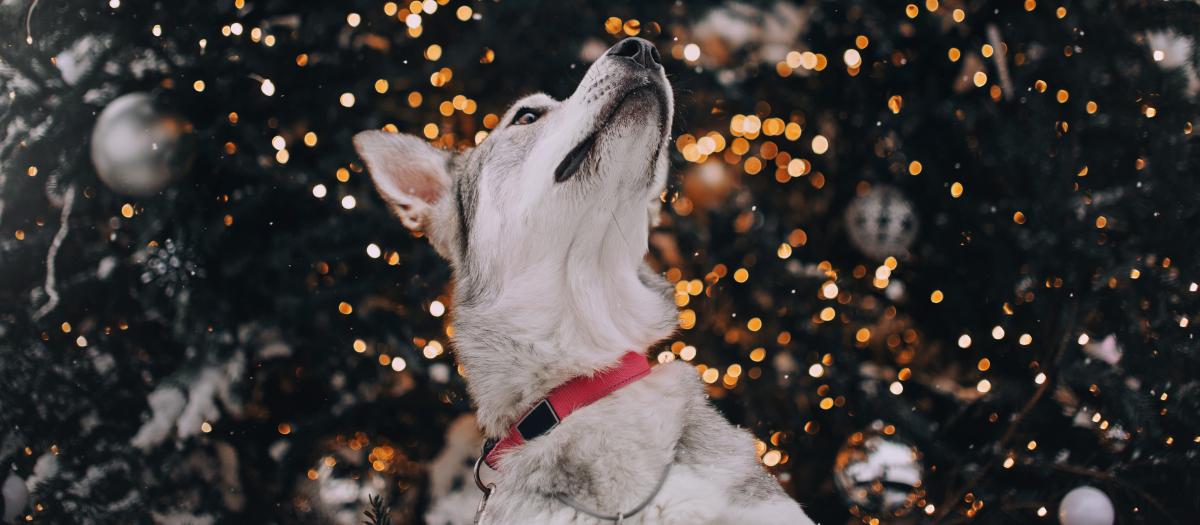 dog looking up in front of a christmas tree