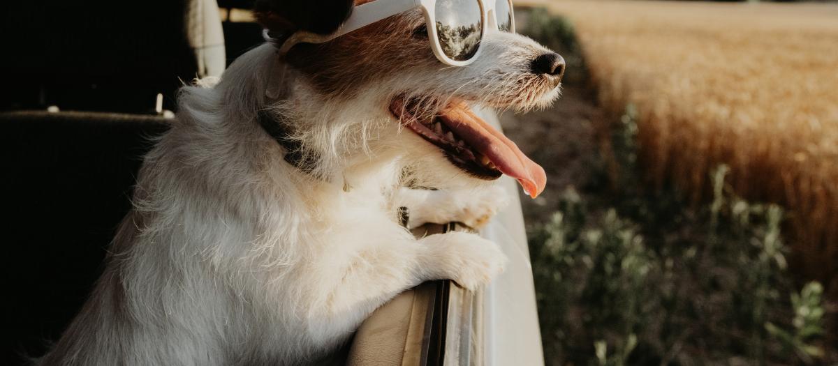 terrier wearing sunglasses looking out the car window