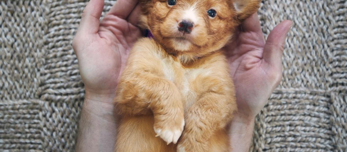 Man holding cute puppy in palms of hands. Cute Nova Scotia Duck Tolling Retriever looking at camera.