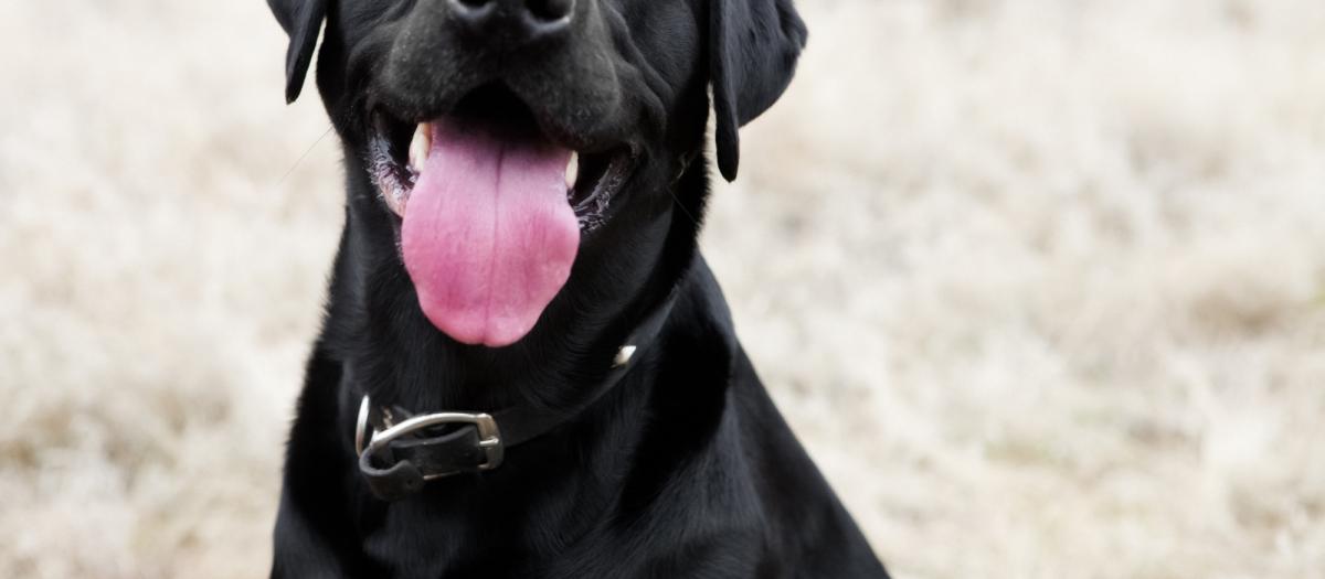 Pet as a Trusted partner
