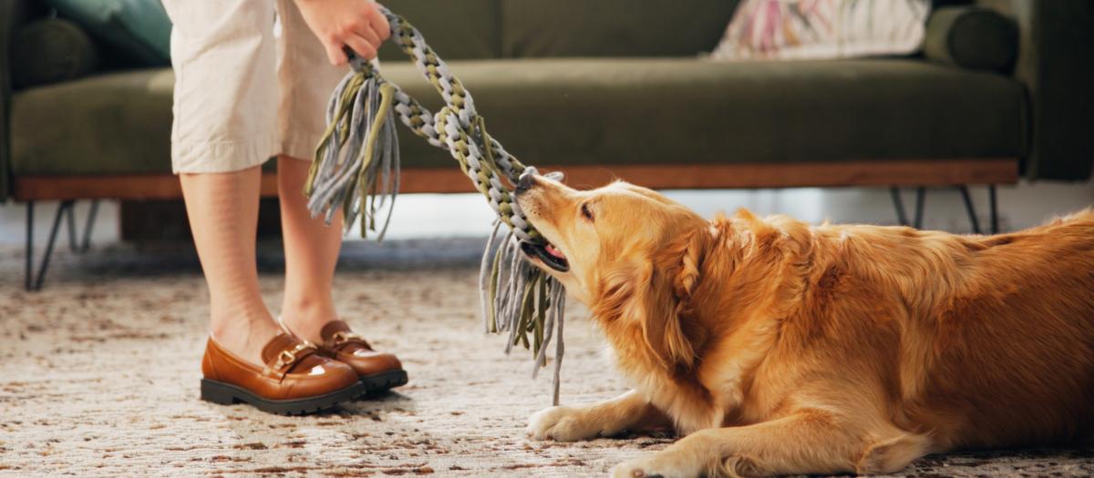 dog playing tug rope with person