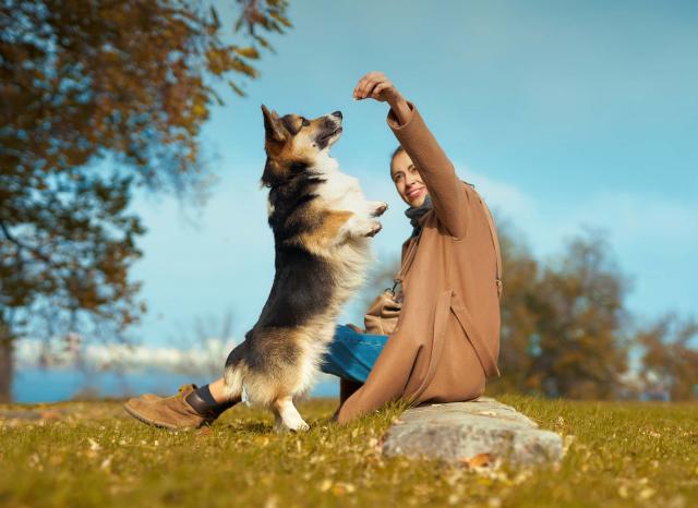 Advisor training dog