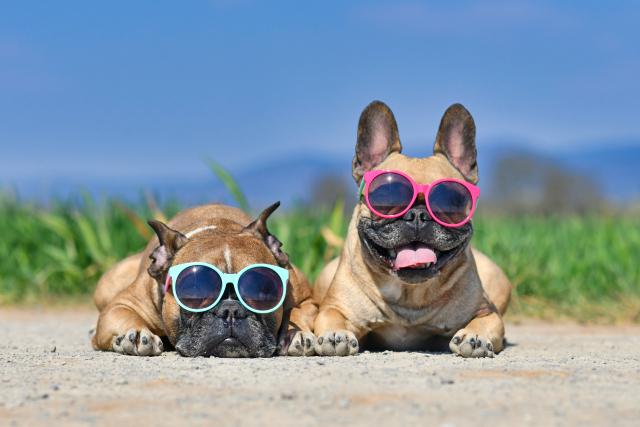two french bulldogs wearing sunglass resting by a meadow and ocean on a hot day