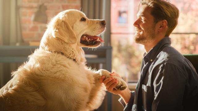 man shaking hands with a golden retriever