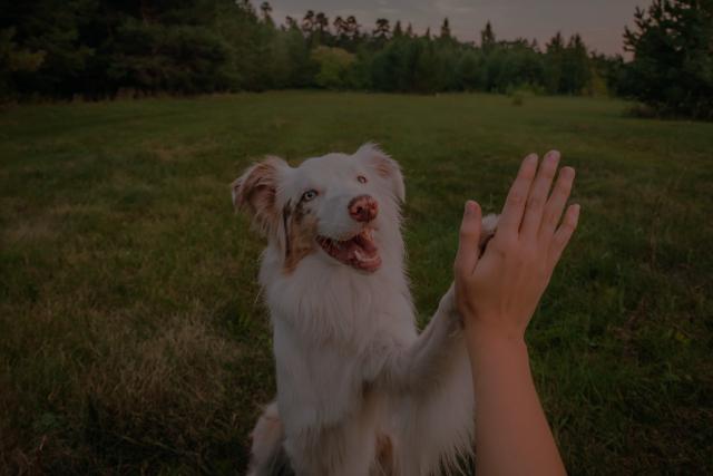 Dog