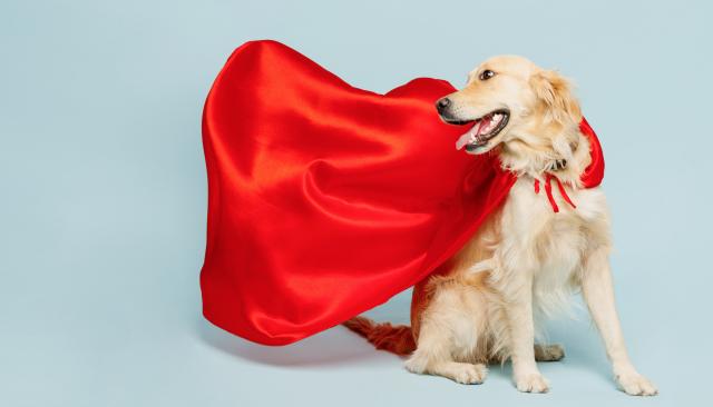 superhero golden retriever wearing a cape