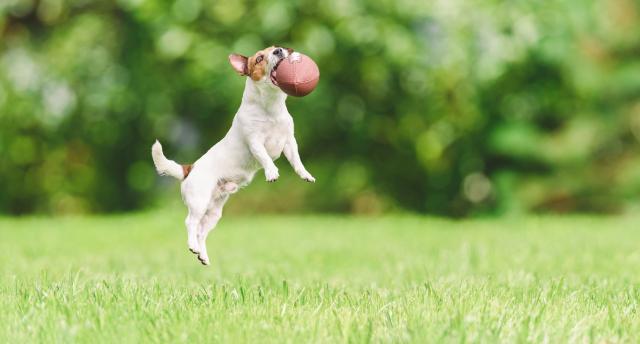 terrier jumping mid-air catching an american football