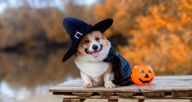 corgi dog in the fall wearing a witches hat
