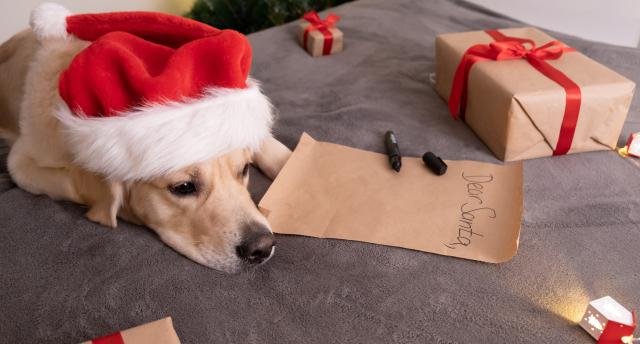 Golden retriever resting before writing a letter to Santa