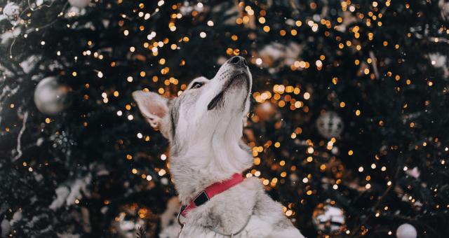 dog looking up in front of a christmas tree