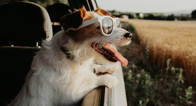 terrier wearing sunglasses looking out the car window