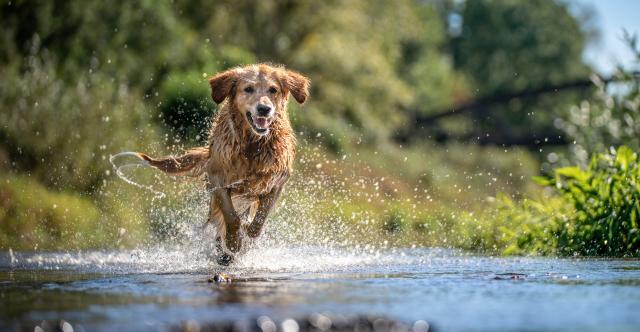 Dog Running through a creek