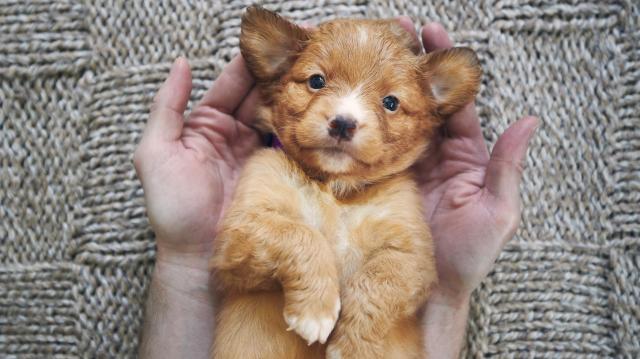 Man holding cute puppy in palms of hands. Cute Nova Scotia Duck Tolling Retriever looking at camera.