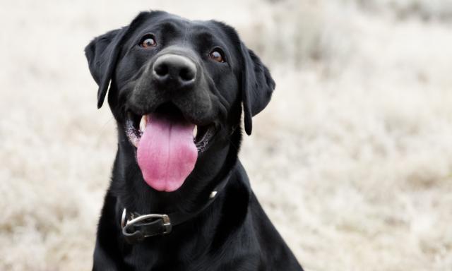 Pet as a Trusted partner