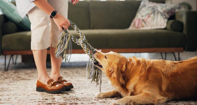 dog playing tug rope with person
