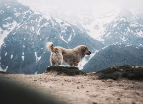 Dog in snowy mountains
