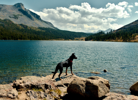 Dog in front of a mountain lake