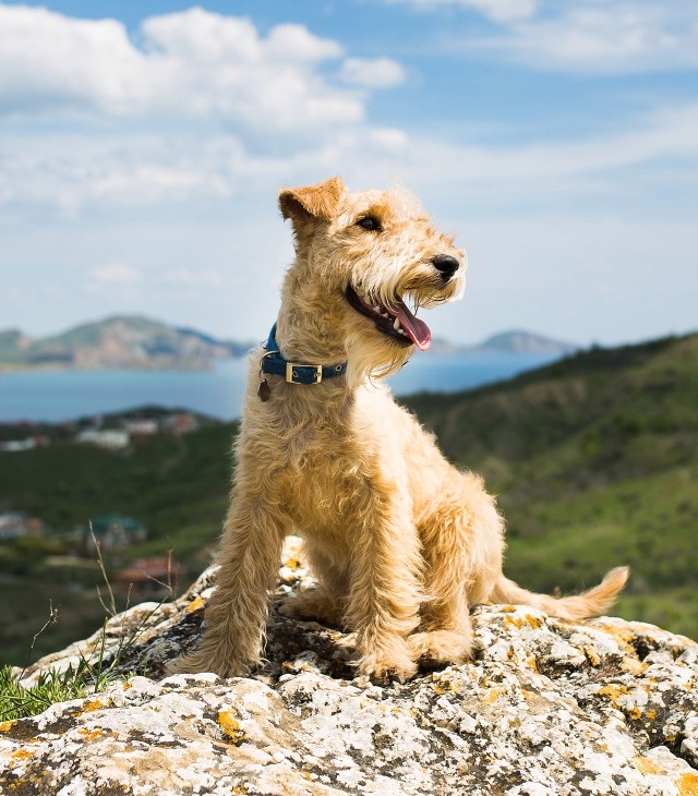 Dog
